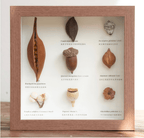 „The Rainforest Seed Vault“ – Schattenbox-Kunst mit echten tropischen Exemplaren (Quadrat / A4 / A3) – Yunicrafts